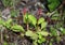 Pyrola minor. Plant with buds in early summer