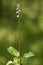 Pyrola rotundifolia