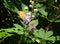 Pyronia butterfly on the blackberry flowers.