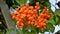 Pyrostegia venusta also known as flamevine, orange trumpevine, golden shower, wood horsetail