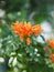 Pyrostegia venusta, Bignoniaceae, Orange trumpet, Flame flower, Fire-cracker vine orange flower bloomingin garden on burred of