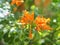 Pyrostegia venusta, Bignoniaceae, Orange trumpet, Flame flower, Fire-cracker vine orange flower on burred of nature background in