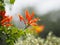 Pyrostegia venusta, Bignoniaceae, Orange trumpet, Flame flower, Fire-cracker vine orange flower on burred of nature background in