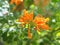 Pyrostegia venusta, Bignoniaceae, Orange trumpet, Flame flower, Fire-cracker vine orange flower on burred of nature background in