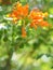 Pyrostegia venusta, Bignoniaceae, Orange trumpet, Flame flower, Fire-cracker vine orange flower on burred of nature background in