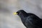 Pyrrhocorax graculus, Picos de Europa