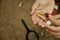 Pyrrhocoridae wingless on dry leaf in children`s hands