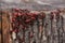 Pyrrhocoris apterus or Bedbugs-soldiers on a tree, red-black beetles