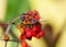 Pyrrhocoris apterus closeup, firebug sitting on a plant. Macro