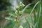 Pyrrhocoris apterus larva on white double Alcea rosea. The firebug, Pyrrhocoris apterus, is a common insect. Berlin, Germany