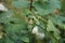 Pyrrhocoris apterus larva on white double Alcea rosea. The firebug, Pyrrhocoris apterus, is a common insect. Berlin, Germany