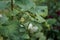 Pyrrhocoris apterus larva on white double Alcea rosea. The firebug, Pyrrhocoris apterus, is a common insect. Berlin, Germany