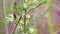 Pyrrhocoris apterus Red fire bug feeding on a mallow wild plant in nature