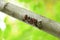 Pyrrhocoris apterus on wooden branch