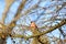 Pyrrhula pyrrhula Bird bullfinch observing on a tree branch