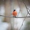 Pyrrhula pyrrhula, Bullfinch, male.