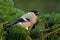 Pyrrhula pyrrhula - Eurasian Bullfinch - female sitting on the spruce branch