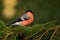 Pyrrhula pyrrhula - Eurasian Bullfinch - male sitting on the spruce branch