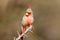 Pyrrhuloxia