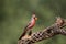 Pyrrhuloxia on branch