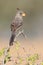 Pyrrhuloxia perched in a thorn tree