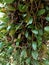 Pyrrosia eleagnifolia, commonly known as the bark fern