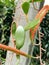 Pyrrosia eleagnifolia, commonly known as the bark fern, or ota