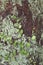 Pyrrosia piloselloides plant on wood