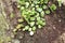 Pyrrosia piloselloides plant on wood