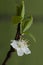 Pyrus bourgaeana Iberian pear wild pear wild tree of beautiful white flowers
