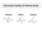 The pyruvate family of amino acids. Chemical molecular formulas of amino acid alanine, valine, leucine. Vector