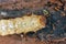 Pytho depressus larva of this beetle (Pythidae family) on under pine bark. Head, bottom view