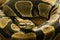 Python pictures