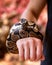 Python, Boa Constrictor in the hands of man