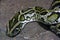 Python boa reticulated scaly reptile terrarium