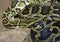 Python boa reticulated scaly reptile terrarium
