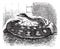 Python female incubates her eggs, vintage engraving