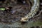 Python molurus or Indian rock python or black tailed python closeup floating in water stream at ranthambore national park or tiger