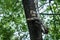 Python molurus or Indian rock python portrait on tree at keoladeo ghana national park or bharatpur bird sanctuary india