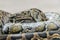 Python snake consuming rat during feeding time in mini zoo in Miri