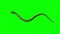 Python snake crawls - top view - green screen