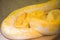 Python snake yellow lying on ground - Albino Burmese python Golden