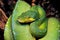 PYTHON VERT morelia viridis