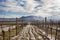 PÃ¡lava Mountains in South Moravia. In the foreground rows of vineyards in the winter leading to the horizon where PÃ¡lava lies