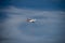 QANTAS Airbus passenger jet takes-off from Kingston_Smith airport, Sydney