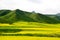Qinghai Qilian Zhuoer Mountain scenery and Cole flowers