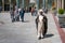 Qom, Iran - 04.20.2019: Islamic clergy in traditional dress walking in the courtyard of Fatima Masumeh Shrine in Qom.