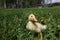 Quack grass