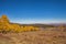 Quacking Aspen on the Scenic Byway 2