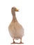 Quacking duck isolated on a white